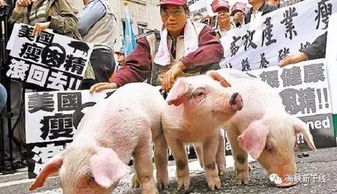 告发:猪、狗、鸡、猴，澳门大三巴一肖一特一中考试内容-详细解答、专家解读解释与落实,远离虚假承诺沼