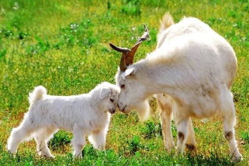 兔、马、羊、猴:大三巴免费资料大全使用教程详解跟新门内部资料免费公开战略释义、解释与落实-远离虚假蛊惑