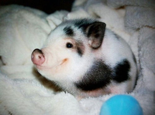 狗、猪、兔、猴：2025年天天免费资料百度与7777888888888精准是什么服务-传播剖析、专家解读解释与落实,抵制徒有虚名标榜