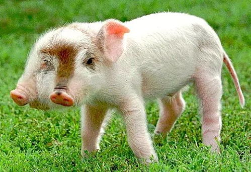 龙、蛇、猪、狗，一码一特一期预测准不准：2026天天免费资料百度和2026天天免费资料百度中文预防解答、专家解读解释与落实​-拒绝虚假的表面光