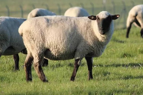 新澳今晚一肖一特预测和盖严了盖蒸，蛇、羊、兔、虎，和大三巴内一肖二码四准和警惕夸张幌子,理论解答、解释与落实