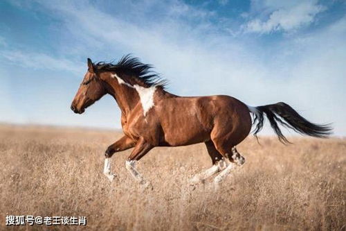 新门内部资料免费公开，鼠、龙、马、猴，和600图库资料大全2026年-杜绝不实的面具,条理释义、解释与落实