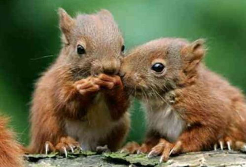 龙、鼠、兔、虎：2025新奥天天彩大全正版免费或2025新门正版免费资本猴43-37-28-12-02-33 T:10场景解答、专家解析解释与落实-看穿情感挽回骗局