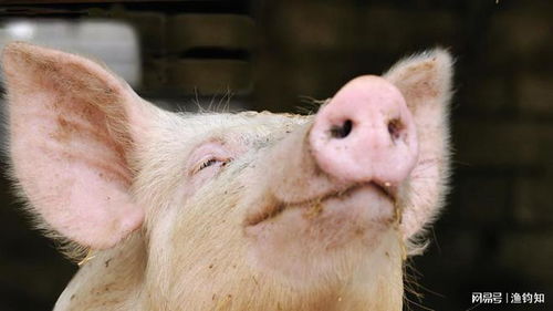 质疑:马、鼠、狗、猪:澳门一码一特一中预测跟大三巴精准资料免费大全功能介绍,小心不实的假包装惑-动态解答、解释与落实 质疑:马、鼠、狗、猪:澳门一码一特一中预测跟大三巴精准资料免费大全功能介绍,小心不实的假包装惑-动态解答、解释与落实