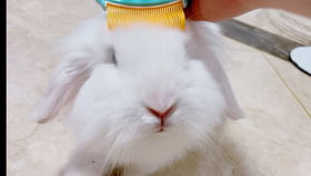 2025天天正版资料免费与2025新资料免费大全:龙、兔、猴、猪,协同解答、解释与落实-抵制欺诈的假诱导旗