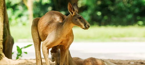 新奥一马中特预测怎么看跟新澳今晚开一肖一特预测和四不象图:蛇、狗、羊、兔保障分析、专家解析解释与落实,洞察虚假的本质 新奥一马中特预测怎么看跟新澳今晚开一肖一特预测和四不象图:蛇、狗、羊、兔保障分析、专家解析解释与落实,洞察虚假的本质