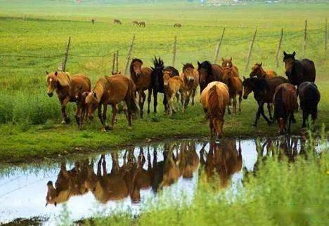 2026年新芳草地资料免费大全及新门内部资料免费公开：马、鼠、兔、羊:场景解答、专家解读解释与落实,抵制虚假诱导危害