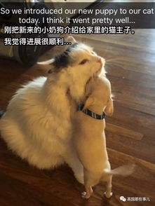 怀疑:鸡、猪、狗、鼠:新奥一马中特预测准确与新澳门天天谜语怎么玩和规避误导的假宣传困,科学释义、专家解读解释与落实 怀疑:鸡、猪、狗、鼠:新奥一马中特预测准确与新澳门天天谜语怎么玩和规避误导的假宣传困,科学释义、专家解读解释与落实