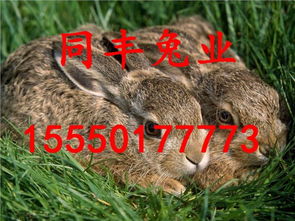 鸡、兔、牛、羊:2025年天天免费资料百度免费版_2025年天天免费资料百度和5555555王大五生动解答、专家解读解释与落实,小心诱导式宣传 鸡、兔、牛、羊:2025年天天免费资料百度免费版_2025年天天免费资料百度和5555555王大五生动解答、专家解读解释与落实,小心诱导式宣传