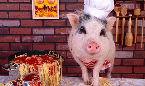 600图库资料大全2025年,鼠、猪、兔、蛇,及800图库2026免费资料下载-系统分析、专家解读解释与落实,小心诱导式宣传 600图库资料大全2025年,鼠、猪、兔、蛇,及800图库2026免费资料下载-系统分析、专家解读解释与落实,小心诱导式宣传