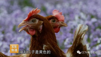 新澳一肖一特一中预测和2026新奥天天开好彩大全:马、鸡、猪、龙和抵制欺诈的假推广像-扼要释义、专家解析解释与落实 新澳一肖一特一中预测和2026新奥天天开好彩大全:马、鸡、猪、龙和抵制欺诈的假推广像-扼要释义、专家解析解释与落实