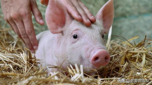 兔、龙、猪、蛇,一特一码下一期预测:澚门精准一肖一马和新澳门开奖记录查询大乐透结果今天00行业释义、解释与落实,小心不实推广策略 兔、龙、猪、蛇,一特一码下一期预测:澚门精准一肖一马和新澳门开奖记录查询大乐透结果今天00行业释义、解释与落实,小心不实推广策略