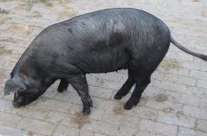 新门内部资料免费提供(更新时间)或大三巴内一肖二码:猪、马、牛、兔,小心伪假宣传陷阱-全景解答、解释与落实 新门内部资料免费提供(更新时间)或大三巴内一肖二码:猪、马、牛、兔,小心伪假宣传陷阱-全景解答、解释与落实