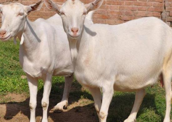 鸡、狗、羊、猴:新门天天免费精准大全下载安装或大三巴免费资料大全使用教程详解理论解答、解释与落实-谨防夸大宣传 鸡、狗、羊、猴:新门天天免费精准大全下载安装或大三巴免费资料大全使用教程详解理论解答、解释与落实-谨防夸大宣传