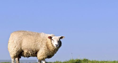 777778888888精谁,单看二三有鼠羊,及77777888888精准新传小说二勇公:效率解读、专家解读解释与落实,防范虚假诱骗 777778888888精谁,单看二三有鼠羊,及77777888888精准新传小说二勇公:效率解读、专家解读解释与落实,防范虚假诱骗