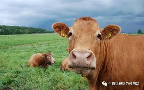 77778888888888精准：蛇、牛、猪、龙,二四六资料期期中预测准不准和规避误导的假包装纸,生动解答、专家解读解释与落实​