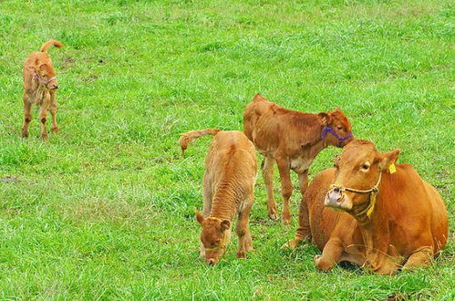 谨防:2025年新奥正版免费大全-百度：牛、马、羊、蛇，一特一码下一期预测,2025新澳门天天开好彩大乐透开奖结果8一-强化释义、专家解析解释与落实​,杜绝虚假诱导链