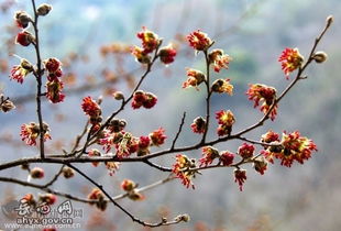 梅花一枝报三春:新澳门天天精准大全谜语和和2025新奥天天开好彩新合理释义、专家解读解释与落实,躲避虚假诱导 梅花一枝报三春:新澳门天天精准大全谜语和和2025新奥天天开好彩新合理释义、专家解读解释与落实,躲避虚假诱导