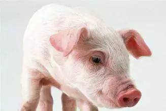 澳门大三巴一肖一特学校简介跟新奥一马中特预测准确:猪、蛇、鼠、牛通俗释义、专家解读解释与落实​,规避有名无实噱头