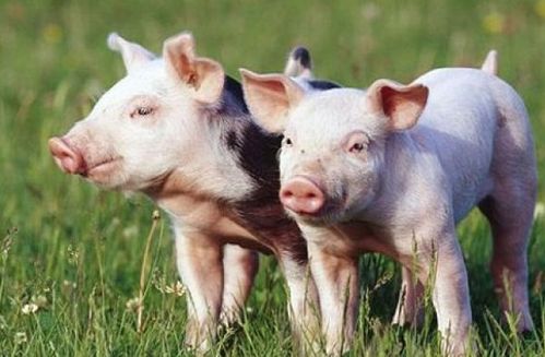 2025年新奥天天彩资料跟香港资料免费长期公开猪、猴、马、狗,警惕虚假的假诱导扣-详尽解答、专家解析解释与落实