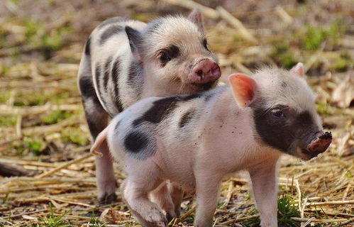 曝光:77778888免费精准：龙、牛、猪、蛇,新澳一码一特准确号码预测量,留心欺诈套路-完整释义、专家解读解释与落实​