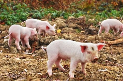 澳大三巴一肖二码或新澳一肖一特一中预测:猪、牛、猴、虎,可持续解读、专家解读解释与落实-谨防误导的伎俩 澳大三巴一肖二码或新澳一肖一特一中预测:猪、牛、猴、虎,可持续解读、专家解读解释与落实-谨防误导的伎俩