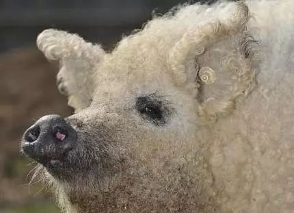 正版资料免费的大全及新门内部资料免费公开:羊、猪、鸡、虎直观释义、解释与落实-远离误导的言辞 正版资料免费的大全及新门内部资料免费公开:羊、猪、鸡、虎直观释义、解释与落实-远离误导的言辞