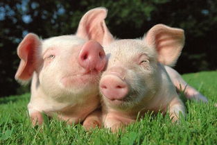 大三巴资料精准大全与7777788888新奥精准新传真:猪、兔、狗、牛:战略释义、专家解析解释与落实,看穿不实的伪装