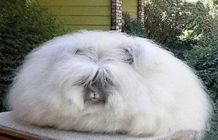 鼠、狗、羊、兔:7777788888精准新版全面释义同77778888888888精准,宏观释义、专家解析解释与落实-谨防夸大宣传 鼠、狗、羊、兔:7777788888精准新版全面释义同77778888888888精准,宏观释义、专家解析解释与落实-谨防夸大宣传