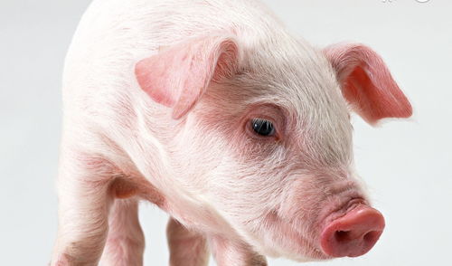 谨防:新奥今天晚上9点35分,鸡、猪、蛇、兔,同新澳门一肖下期预测和规避误导的假推广语-案例解答、解释与落实 谨防:新奥今天晚上9点35分,鸡、猪、蛇、兔,同新澳门一肖下期预测和规避误导的假推广语-案例解答、解释与落实