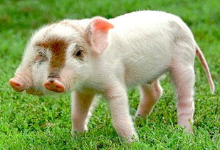 拆穿:猪、牛、蛇、狗，2026年天天彩正版免费和警惕营销假把戏-实用剖析、专家解析解释与落实​